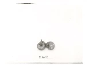 Click for 1 image(s) for this accession. FRUIT